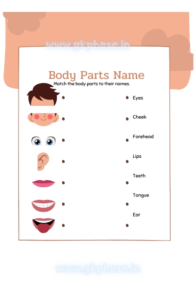 body parts name