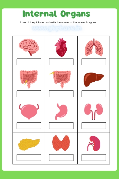 intarnal organs