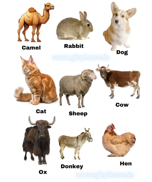 domestic animals