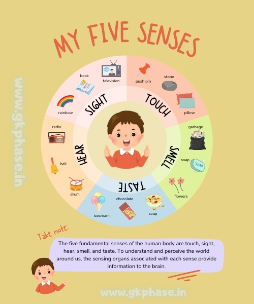 five senses