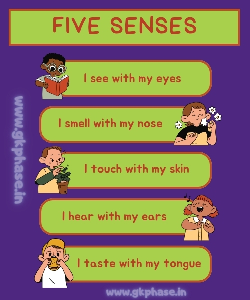 five senses