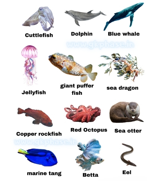 water animals